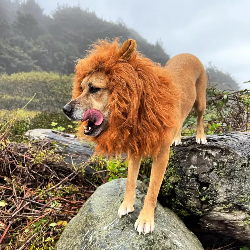 Manenkraag voor honden – zacht pluche met verstelbare halsband