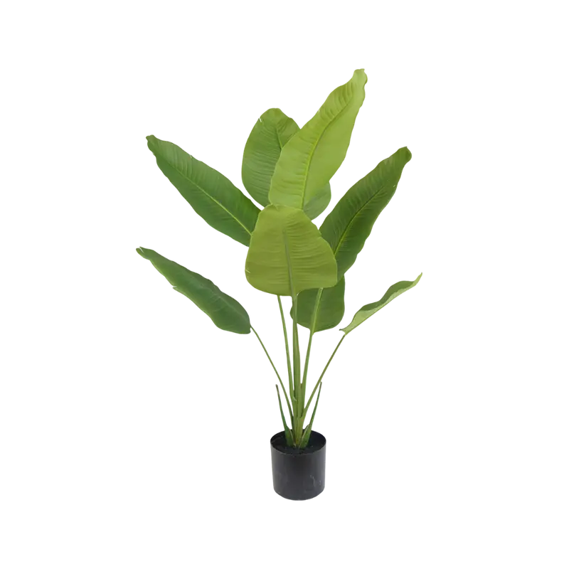 Strelitzia plant 120cm