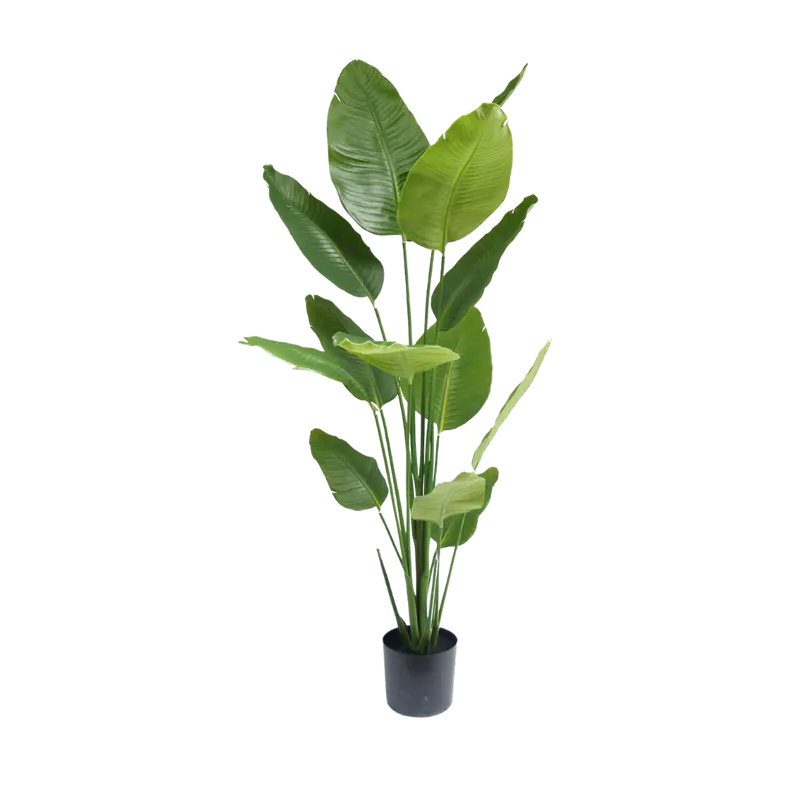 Strelitzia plant 180cm
