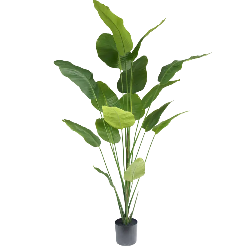 Strelitzia plant 210cm
